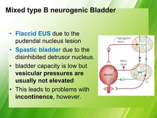 Mixed type B neurogenic Bladder
• Flaccid EUS due to the
pudendal nucleus lesion
• Spastic bladder due to the
disinhibited detrusor nucleus.
• bladder capacity is low but
vesicular pressures are
usually not elevated
• This leads to problems with
incontinence, however.
 