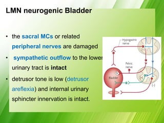 LMN neurogenic Bladder
• the sacral MCs or related
peripheral nerves are damaged
• sympathetic outflow to the lower
urinary tract is intact
• detrusor tone is low (detrusor
areflexia) and internal urinary
sphincter innervation is intact.
 