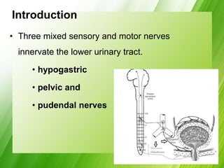 Introduction
• Three mixed sensory and motor nerves
innervate the lower urinary tract.
• hypogastric
• pelvic and
• pudendal nerves
 