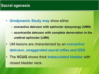 • Urodynamic Study may show either
– overactive detrusor with sphincter dyssynergy (UMN)
– acontractile detrusor with complete denervation in the
urethral sphincter (LMN)
• UM lesions are characterized by an overactive
detrusor, exaggerated sacral reflex and DSD
• The VCUG shows thick trabeculated bladder with
closed bladder neck.
Sacral agenesis
 