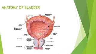 ANATOMY OF BLADDER
 
