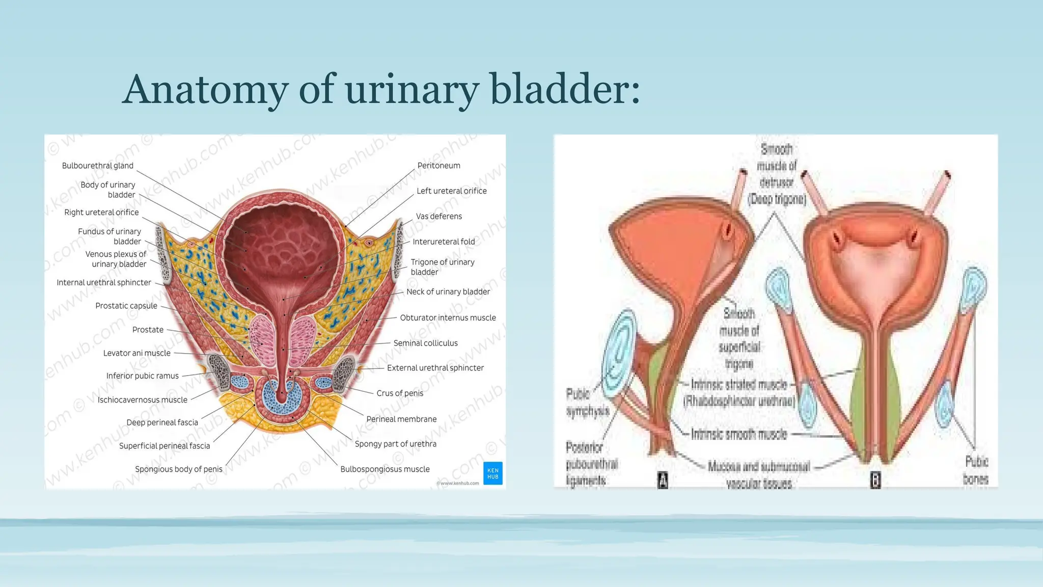 Neurogenic bladder most common in children and neonate.pptx
