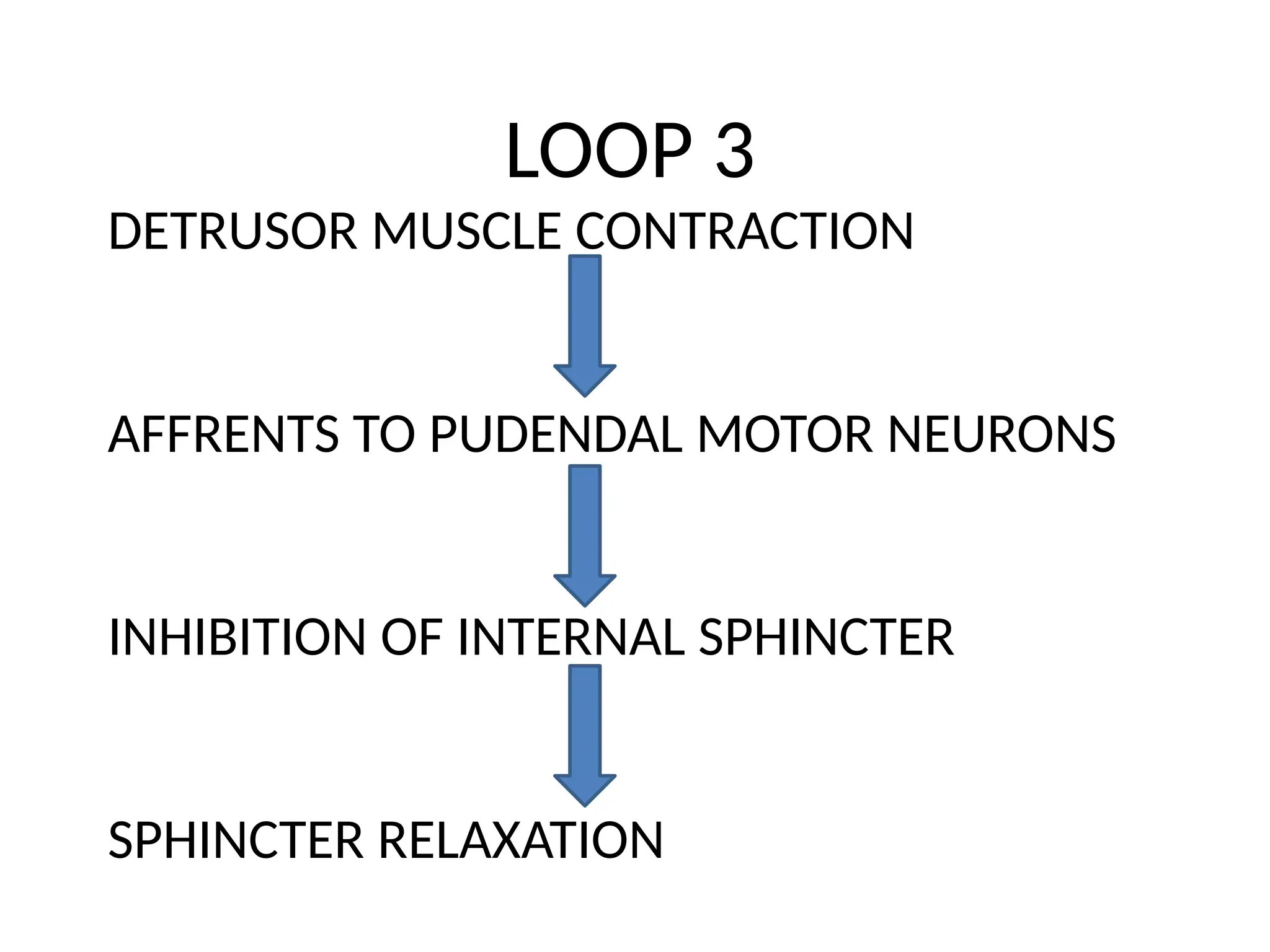 LOOP 3
DETRUSOR MUSCLE CONTRACTION
AFFRENTS TO PUDENDAL MOTOR NEURONS
INHIBITION OF INTERNAL SPHINCTER
SPHINCTER RELAXATION
 