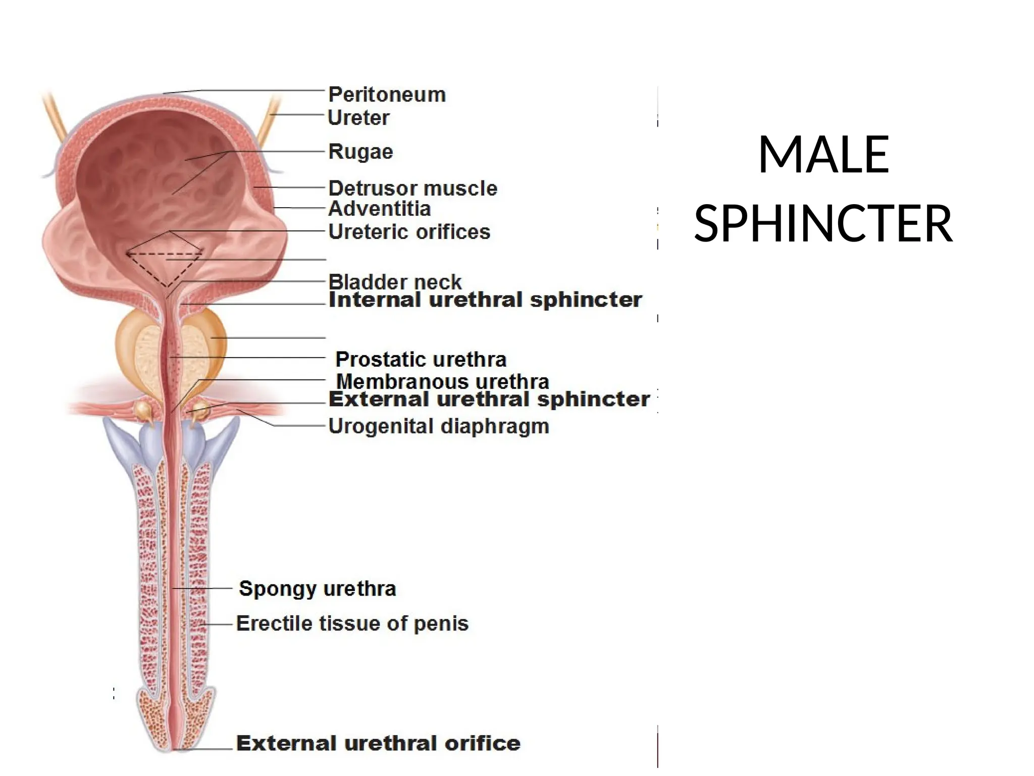 MALE
SPHINCTER
 