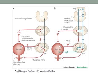 Reflex Bladder Neurogenic Bladder - Neurology of Urinary bladder.pptx