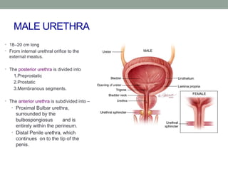 Neurogenic Bladder - Neurology of Urinary bladder.pptx