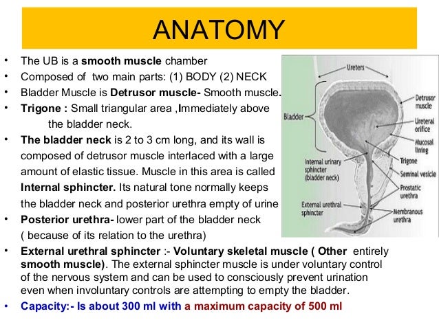Natural Treatment For Neurogenic Bladder Natural Treatment For Neurogenic Bladder