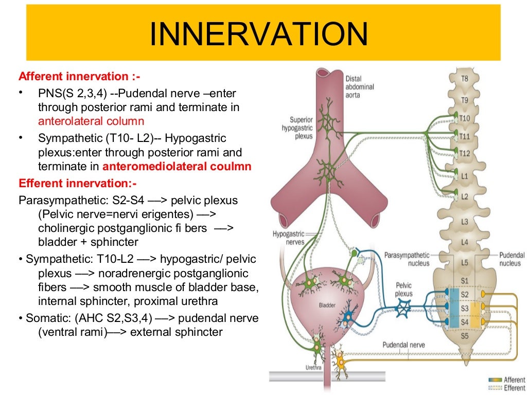 Neurogenic Bladder