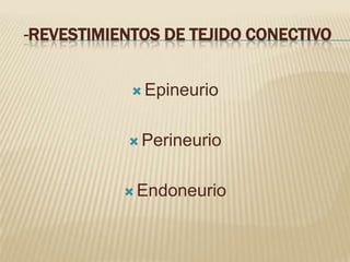 -REVESTIMIENTOS DE TEJIDO CONECTIVO


             Epineurio



            Perineurio



            Endoneurio
 