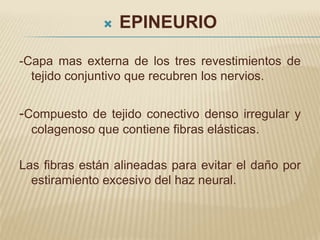    EPINEURIO

-Capa mas externa de los tres revestimientos de
  tejido conjuntivo que recubren los nervios.


-Compuesto de tejido conectivo denso irregular y
  colagenoso que contiene fibras elásticas.

Las fibras están alineadas para evitar el daño por
  estiramiento excesivo del haz neural.
 