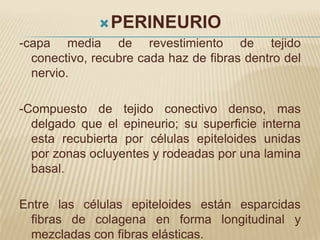  PERINEURIO
-capa media de revestimiento de tejido
  conectivo, recubre cada haz de fibras dentro del
  nervio.

-Compuesto de tejido conectivo denso, mas
  delgado que el epineurio; su superficie interna
  esta recubierta por células epiteloides unidas
  por zonas ocluyentes y rodeadas por una lamina
  basal.

Entre las células epiteloides están esparcidas
  fibras de colagena en forma longitudinal y
  mezcladas con fibras elásticas.
 