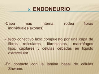    ENDONEURIO

-Capa       mas      interna,   rodea     fibras
  individuales(axones).

-Tejido conectivo laxo compuesto por una capa de
  fibras reticulares, fibroblastos, macrófagos
  fijos, capilares y células cebadas en liquido
  extracelular.

-En contacto con la lamina basal de células
  Shwann.
 