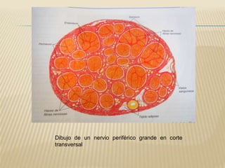 Dibujo de un nervio periférico grande en corte
transversal
 