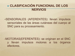    CLASIFICACIÓN FUNCIONAL DE LOS
                 NERVIOS

-SENSORIALES (AFERENTES): llevan impulsos
 sensoriales de las áreas cutáneas del cuerpo al
 SNC para su procesamiento.



-MOTORAS(EFERENTES): se originan en el SNC
  y llevan impulsos motores a los órganos
  efectores.
 