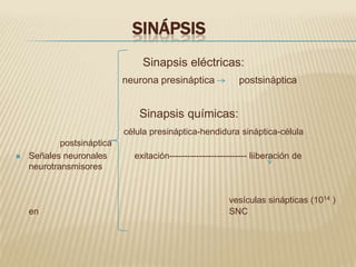 SINÁPSIS
                                Sinapsis eléctricas:
                            neurona presináptica             postsináptica


                                Sinapsis químicas:
                            célula presináptica-hendidura sináptica-célula
            postsináptica
   Señales neuronales        exitación-------------------------- liiberación de
    neurotransmisores


                                                          vesículas sinápticas (1014 )
    en                                                    SNC
 