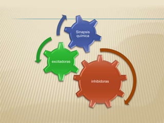 Sinapsis
              química




excitadoras




                         inhibidoras
 