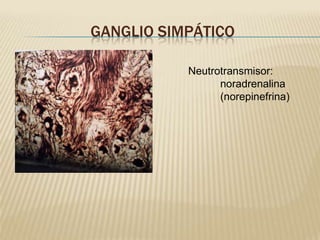GANGLIO SIMPÁTICO

           Neutrotransmisor:
                 noradrenalina
                 (norepinefrina)
 