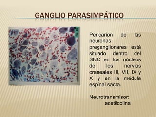 GANGLIO PARASIMPÁTICO

            Pericarion    de     las
            neuronas
            preganglionares está
            situado dentro del
            SNC en los núcleos
            de     los      nervios
            craneales III, VII, IX y
            X y en la médula
            espinal sacra.

            Neurotransmisor:
                  acetilcolina
 