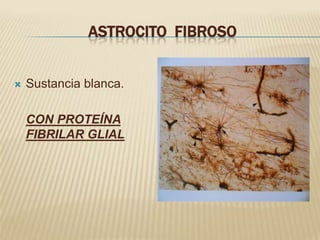 ASTROCITO FIBROSO


   Sustancia blanca.

    CON PROTEÍNA
    FIBRILAR GLIAL
 