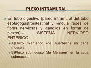 PLEXO INTRAMURAL

   En tubo digestivo (pared intramural del tubo
    esofagogastrointestinal y vincula redes de
    fibras nerviosas y ganglios en forma de
    plexos)---      SISTEMA         NERVIOSO
    ENTÉRICO.
     A)Plexo   mientérico (de Auerbach) en capa
      muscular.
     B)Plexo submucoso (de Meissner) en la capa
      submucosa.
 