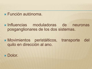    Función autónoma.

   Influencias moduladoras de neuronas
    posganglionares de los dos sistemas.

   Movimientos peristálticos,   transporte   del
    quilo en dirección al ano.

   Dolor.
 