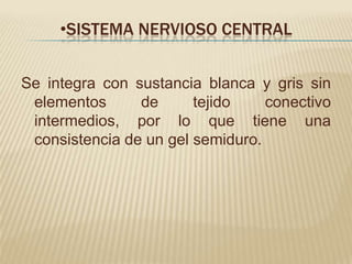 •SISTEMA NERVIOSO CENTRAL


Se integra con sustancia blanca y gris sin
 elementos      de      tejido    conectivo
 intermedios, por lo que tiene una
 consistencia de un gel semiduro.
 