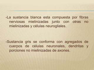 -La sustancia blanca esta compuesta por fibras
  nerviosas mielinizadas junto con otras no
  mielinizadas y células neurogliales.



-Sustancia gris se conforma con agregados de
  cuerpos de células neuronales, dendritas y
  porciones no mielinizadas de axones.
 