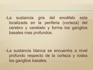 -La sustancia gris del encéfalo esta
  localizada en la periferia (corteza) del
  cerebro y cerebelo y forma los ganglios
  basales mas profundos.



-La sustancia blanca se encuentra a nivel
  profundo respecto de la corteza y rodea
  los ganglios basales.
 
