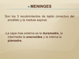  MENINGES


Son los 3 recubrimientos de tejido conectivo del
  encéfalo y la medula espinal.



-La capa mas externa es la duramadre, la
  intermedia la aracnoides y la interna la
  piamadre.
 