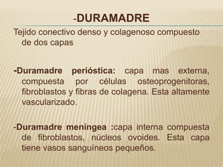 -DURAMADRE
Tejido conectivo denso y colagenoso compuesto
  de dos capas


-Duramadre perióstica: capa mas externa,
  compuesta por células osteoprogenitoras,
  fibroblastos y fibras de colagena. Esta altamente
  vascularizado.

-Duramadre meníngea :capa interna compuesta
  de fibroblastos, núcleos ovoides. Esta capa
  tiene vasos sanguíneos pequeños.
 
