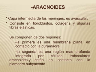 -ARACNOIDES

* Capa intermedia de las meninges, es avascular.
* Consiste en fibroblastos, colagena y algunas
  fibras elásticas.

  Se componen de dos regiones:
     -la primera es una membrana plana, en
     contacto con la duramadre.
     -la segunda es una región mas profunda
     integrada     por    células trabeculares
  aracnoides y están en contacto con la
  piamadre subyacente.
 