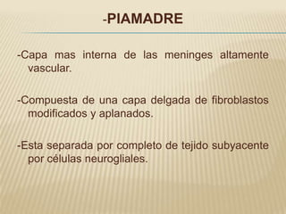 -PIAMADRE

-Capa mas interna de las meninges altamente
  vascular.

-Compuesta de una capa delgada de fibroblastos
  modificados y aplanados.

-Esta separada por completo de tejido subyacente
  por células neurogliales.
 