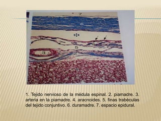 1. Tejido nervioso de la médula espinal. 2. piamadre. 3.
arteria en la piamadre. 4. aracnoides. 5. finas trabéculas
del tejido conjuntivo. 6. duramadre. 7. espacio epidural.
 