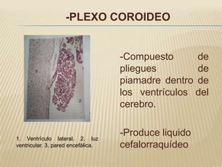 -PLEXO COROIDEO


                                    -Compuesto      de
                                    pliegues        de
                                    piamadre dentro de
                                    los ventrículos del
                                    cerebro.


1. Ventrículo lateral. 2. luz
                                    -Produce liquido
ventricular. 3. pared encefálica.   cefalorraquídeo
 