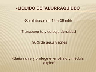 -LIQUIDO CEFALORRAQUIDEO

      -Se elaboran de 14 a 36 ml/h

    -Transparente y de baja densidad

         -   90% de agua y iones



-Baña nutre y protege el encéfalo y médula
                   espinal.
 