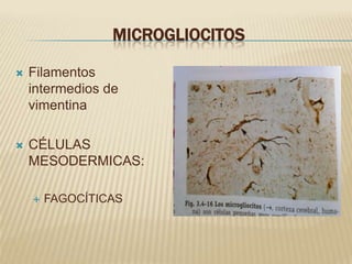MICROGLIOCITOS

   Filamentos
    intermedios de
    vimentina

   CÉLULAS
    MESODERMICAS:

       FAGOCÍTICAS
 