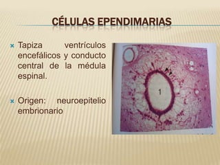 CÉLULAS EPENDIMARIAS

   Tapiza      ventrículos
    encefálicos y conducto
    central de la médula
    espinal.

   Origen: neuroepitelio
    embrionario
 