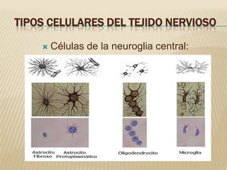 TIPOS CELULARES DEL TEJIDO NERVIOSO

       Células de la neuroglia central:
 