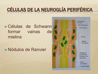 CÉLULAS DE LA NEUROGLÍA PERIFÉRICA


   Células de Schwann
    formar   vainas de
    mielina

   Nódulos de Ranvier
 