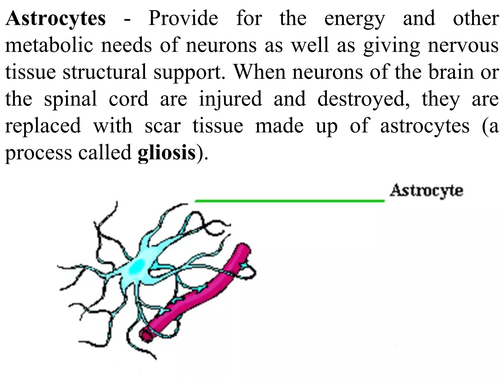 Astrocytes  - Provide for the energy and other metabolic needs of neurons as well as giving nervous tissue structural support. When neurons of the brain or the spinal cord are injured and destroyed, they are replaced with scar tissue made up of astrocytes (a process called  gliosis ).  
