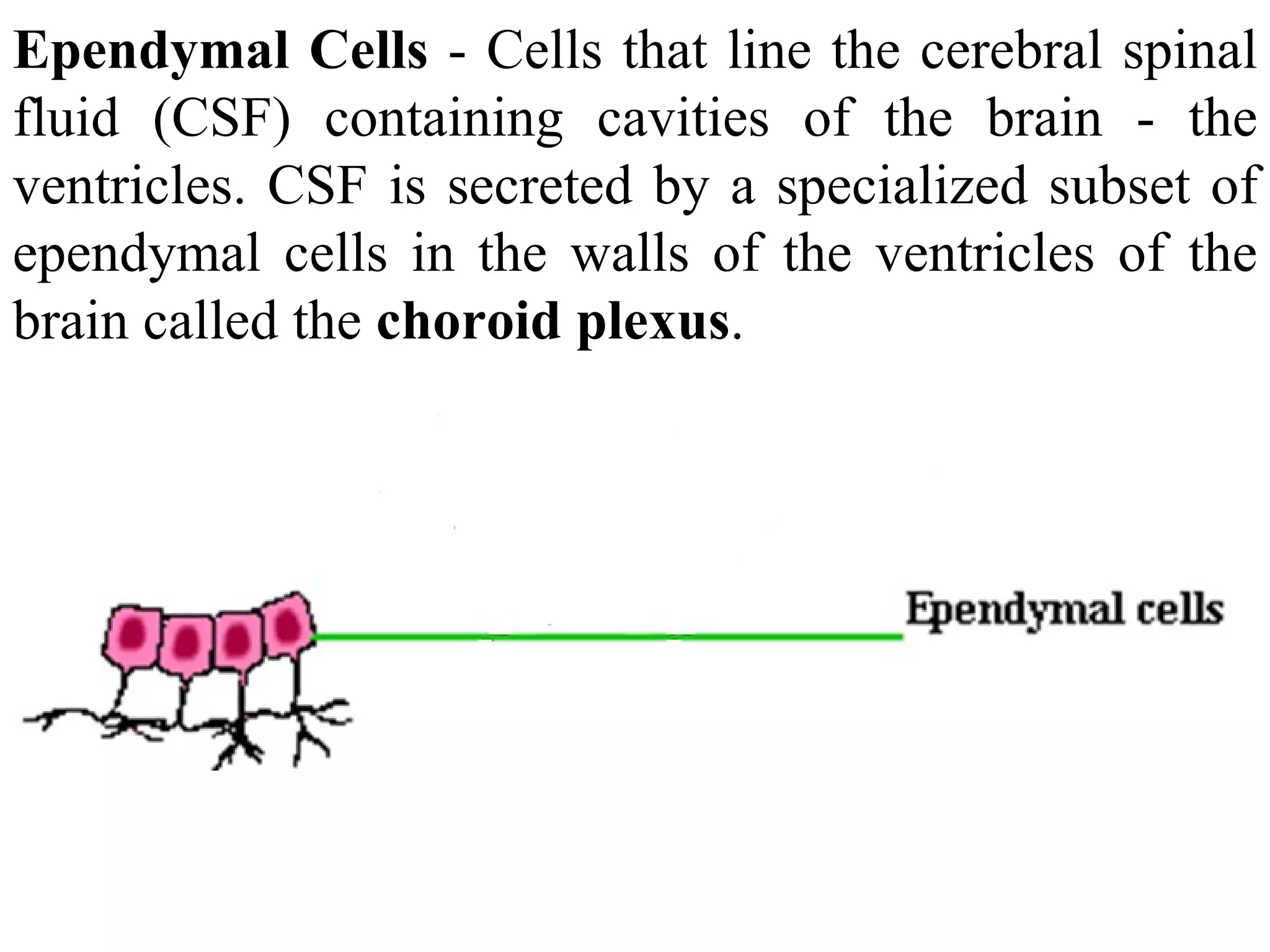 Ependymal Cells  - Cells that line the cerebral spinal fluid (CSF) containing cavities of the brain - the ventricles. CSF is secreted by a specialized subset of ependymal cells in the walls of the ventricles of the brain called the  choroid plexus .  