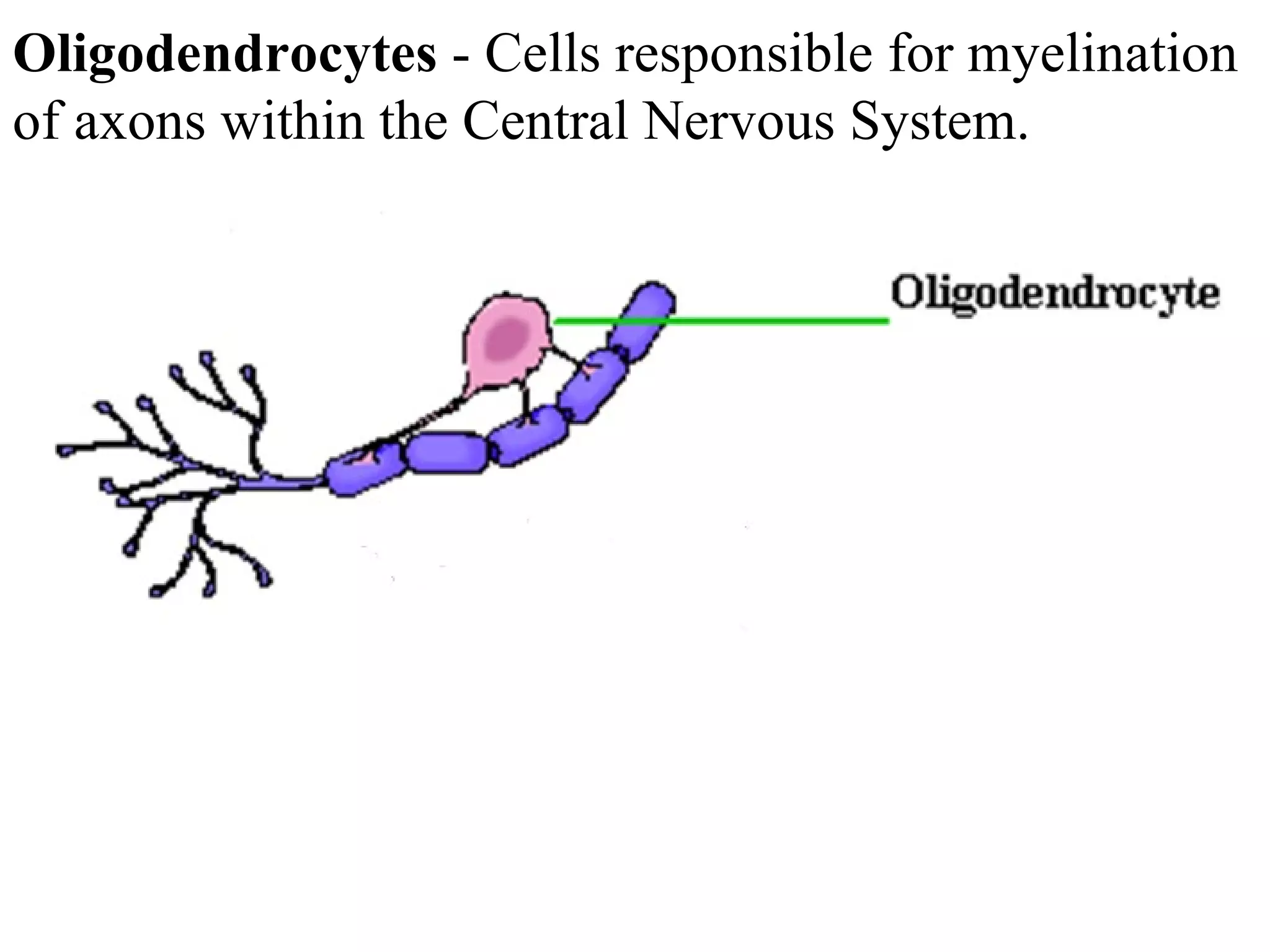 Oligodendrocytes  - Cells responsible for myelination of axons within the Central Nervous System.  