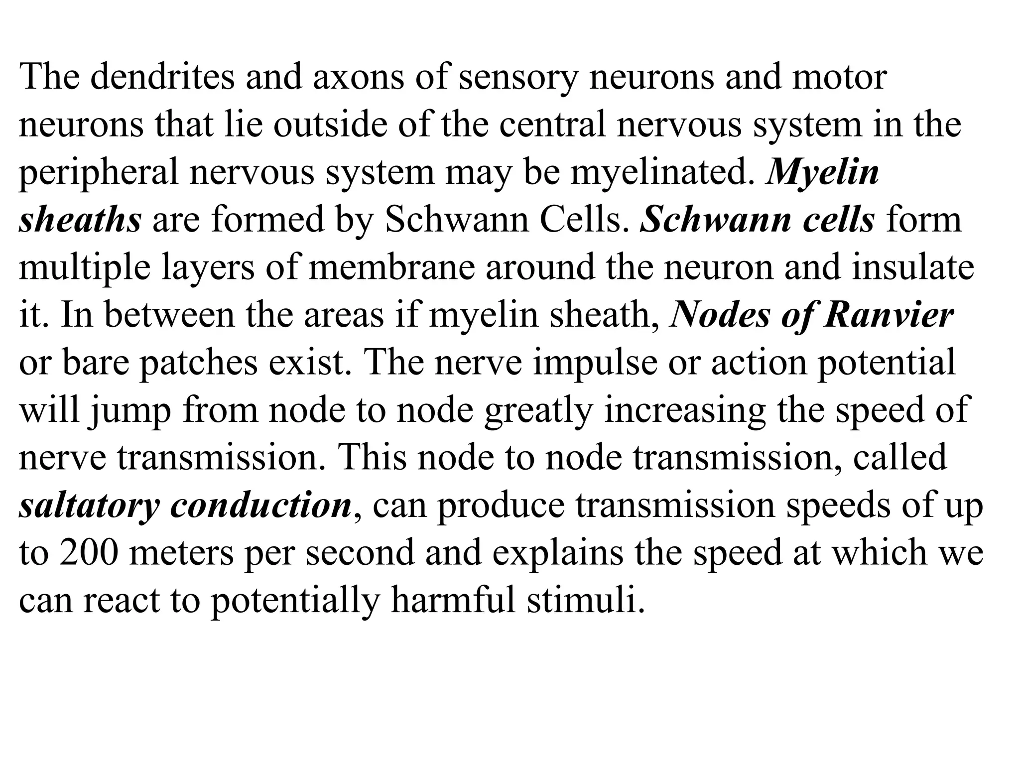 The dendrites and axons of sensory neurons and motor neurons that lie outside of the central nervous system in the peripheral nervous system may be myelinated.  Myelin sheaths  are formed by Schwann Cells.  Schwann cells  form multiple layers of membrane around the neuron and insulate it. In between the areas if myelin sheath,  Nodes of Ranvier  or bare patches exist. The nerve impulse or action potential will jump from node to node greatly increasing the speed of nerve transmission. This node to node transmission, called  saltatory conduction , can produce transmission speeds of up to 200 meters per second and explains the speed at which we can react to potentially harmful stimuli.  