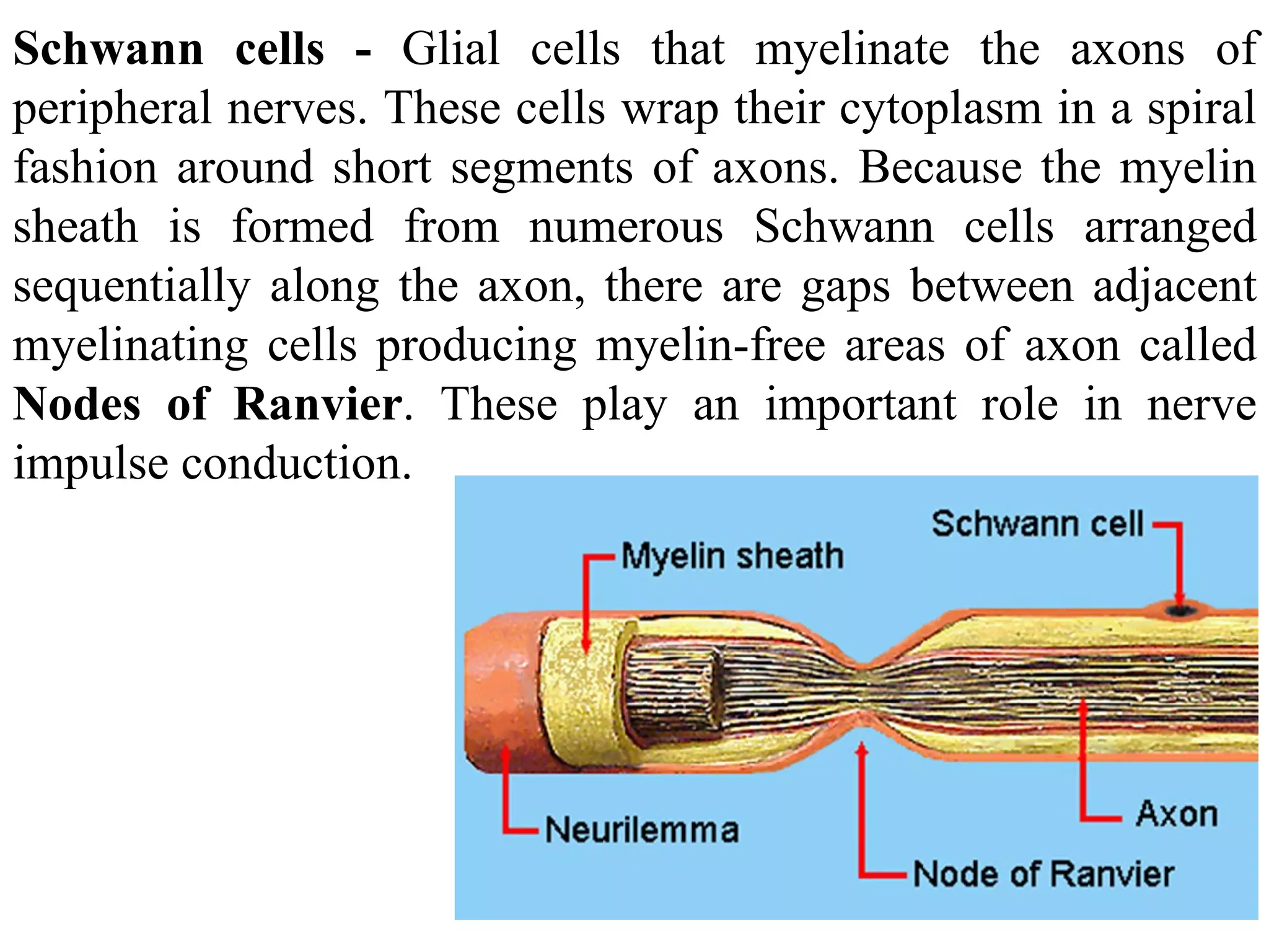 Schwann cells -  Glial cells that myelinate the axons of peripheral nerves. These cells wrap their cytoplasm in a spiral fashion around short segments of axons. Because the myelin sheath is formed from numerous Schwann cells arranged sequentially along the axon, there are gaps between adjacent myelinating cells producing myelin-free areas of axon called  Nodes of Ranvier . These play an important role in nerve impulse conduction.  