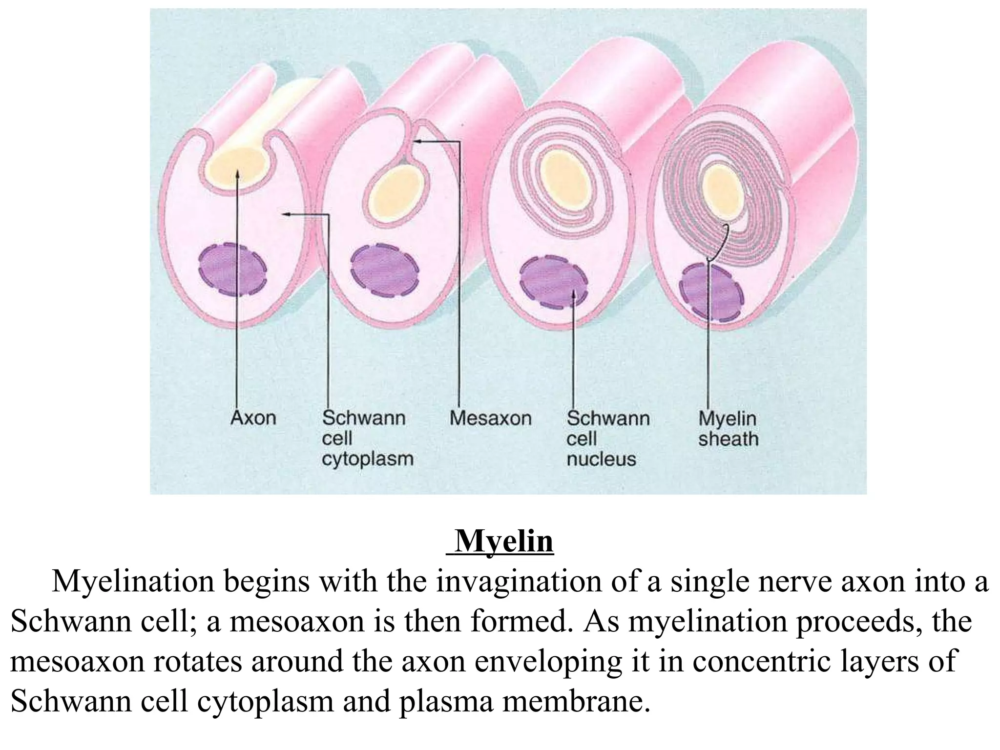 Myelin Myelination begins with the invagination of a single nerve axon into a Schwann cell; a mesoaxon is then formed. As myelination proceeds, the mesoaxon rotates around the axon enveloping it in concentric layers of Schwann cell cytoplasm and plasma membrane.  