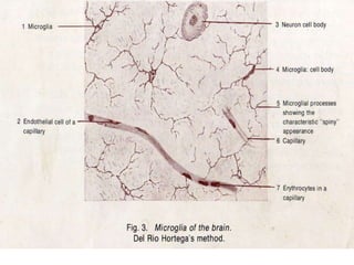 Neuroglia