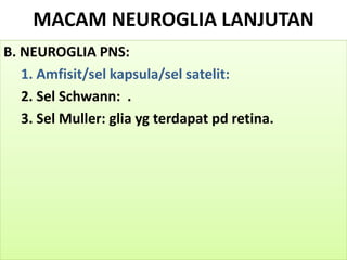 MACAM NEUROGLIA LANJUTAN
B. NEUROGLIA PNS:
1. Amfisit/sel kapsula/sel satelit:
2. Sel Schwann: .
3. Sel Muller: glia yg terdapat pd retina.