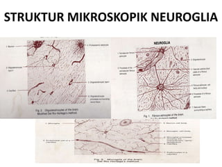 STRUKTUR MIKROSKOPIK NEUROGLIA