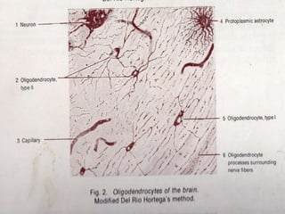Neuroglia