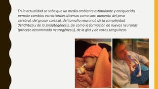 En la actualidad se sabe que un medio ambiente estimulante y enriquecido,
permite cambios estructurales diversos como son: aumento del peso
cerebral, del grosor cortical, del tamaño neuronal, de la complejidad
dendrítica y de la sinaptogénesis, así como la formación de nuevas neuronas
(proceso denominado neurogénesis), de la glia y de vasos sanguíneos
 